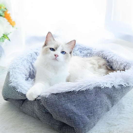 lit pour chat gris chat fixe objectif