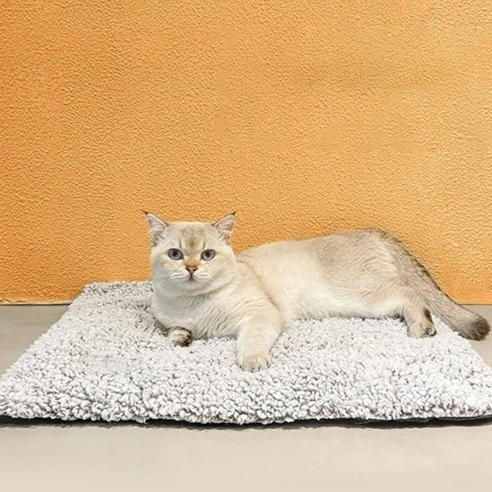 lit pour chat pose photo