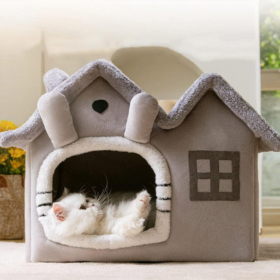maison chat monchatluxome chat enjoué