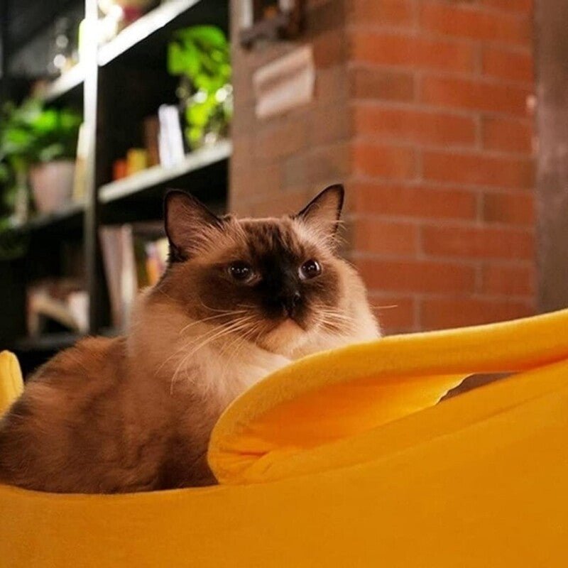 niche pour chat monchaban sacré birmanie