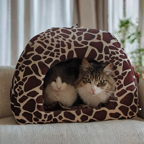 niche pour chat 2 chats